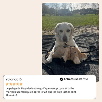 PawsBrushy® Steamy Pro - Brosse de toilettage professionnelle pour animaux de compagnie